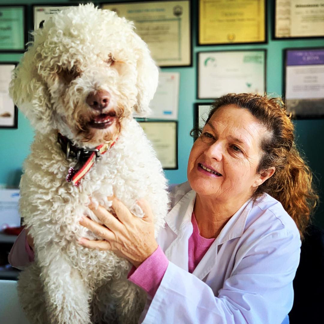 Veterinaria de SOTOVET con un paciente